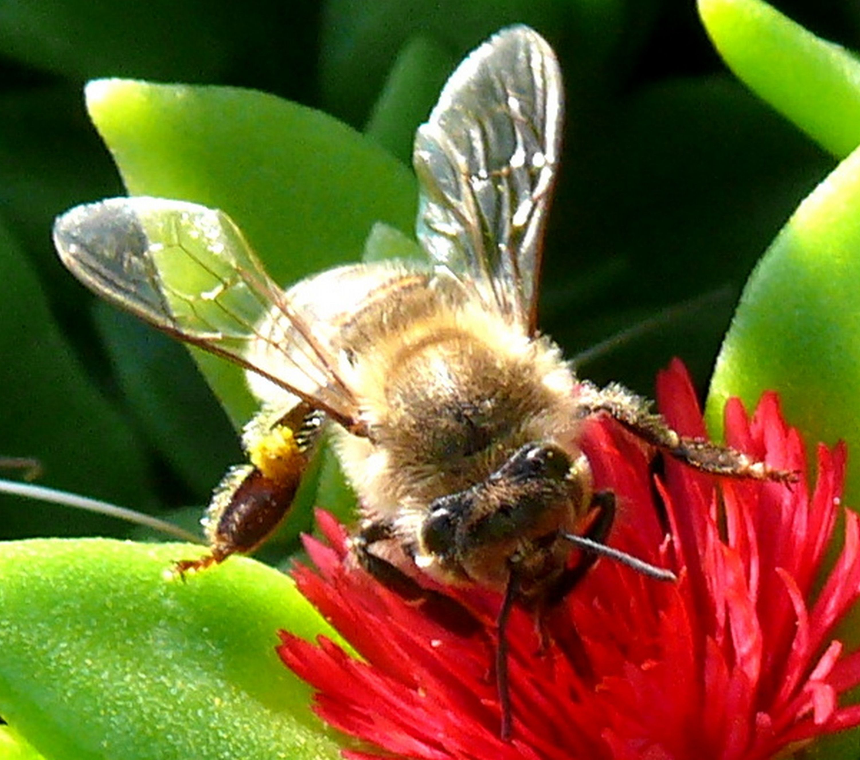 Bee